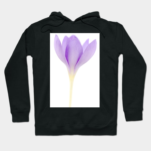 Crocus goulimyi   AGM  Autumn flowering crocus Hoodie by chrisburrows